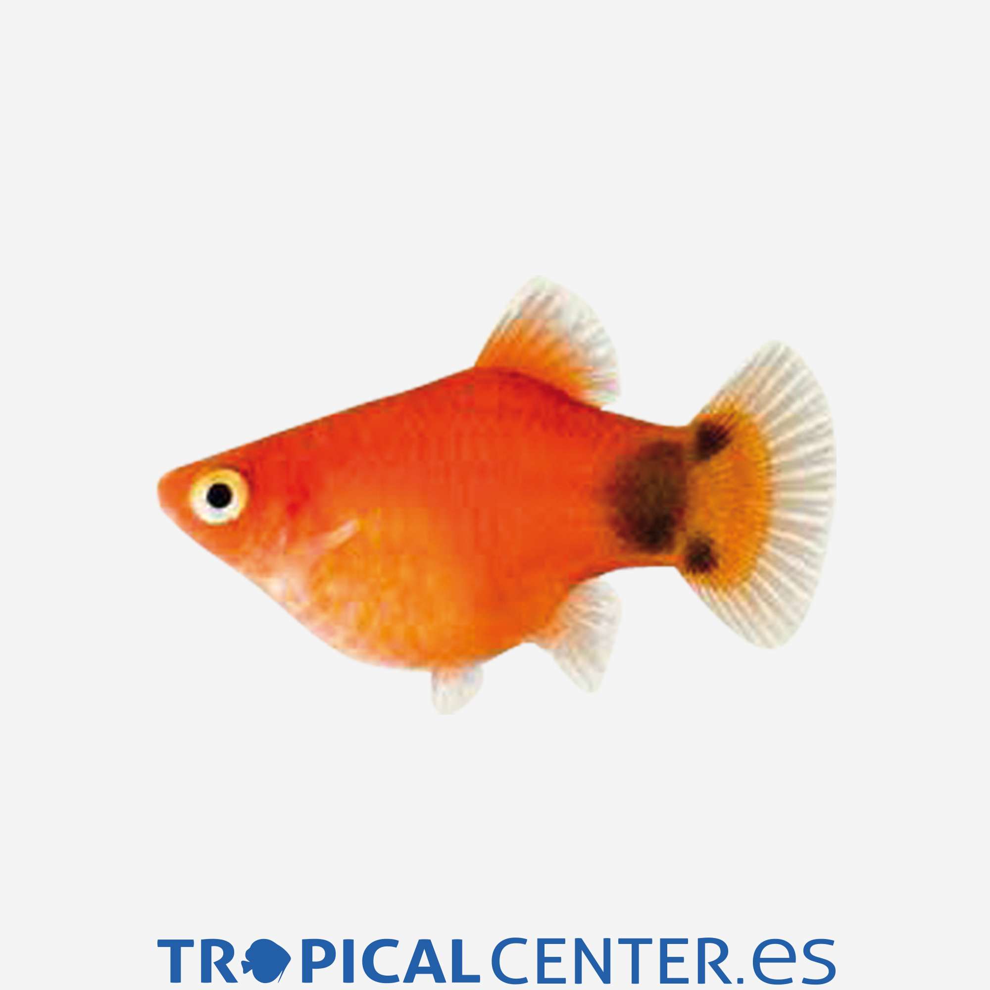 pl23-2-platy-coral-rojo-mickey-hqf_general_3899.jpg pl23-2-platy-coral-rojo-mickey-hqf_general_3899.jpg