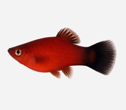 Platy Coral rojo oscuro 💎HQF💎