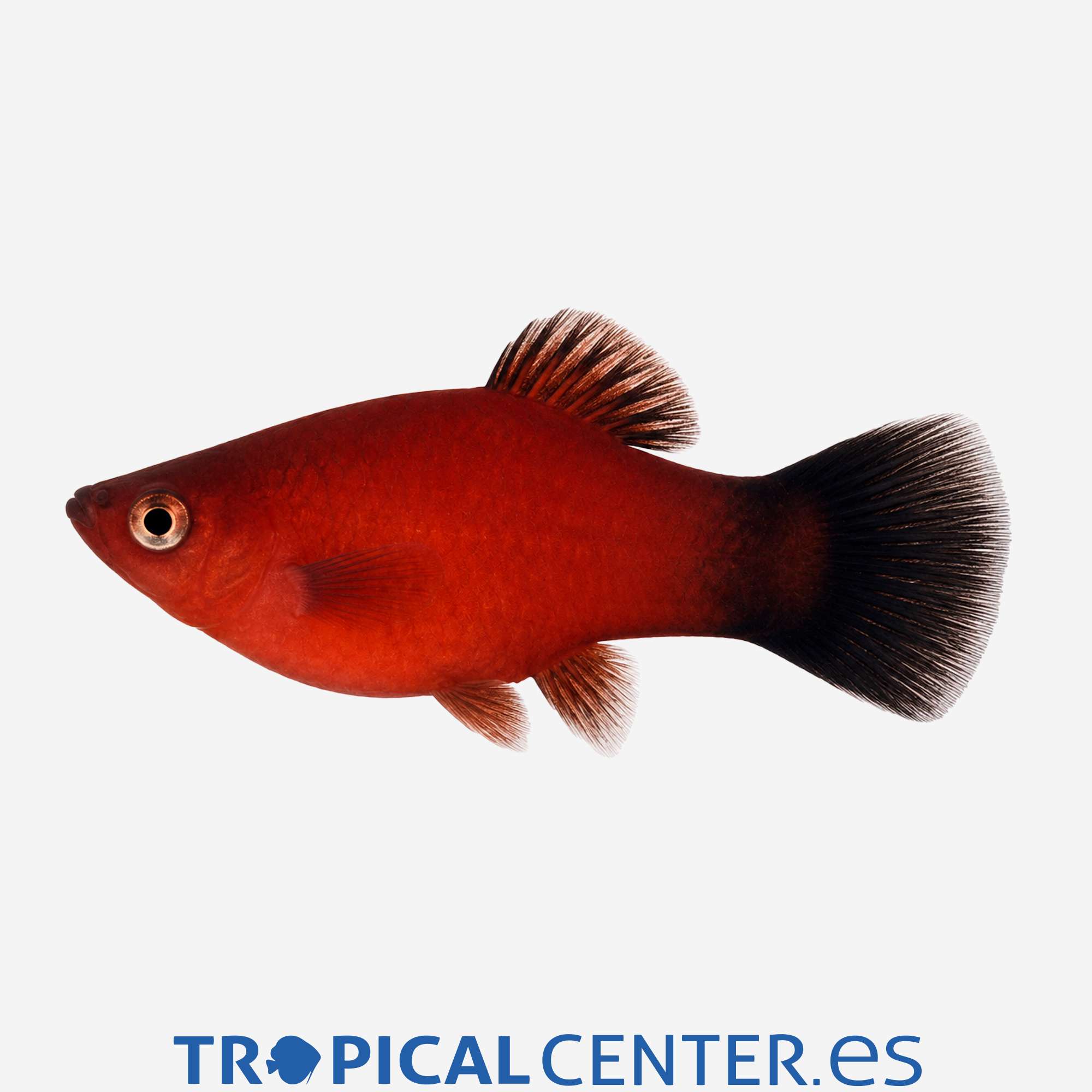 pl24-0-platy-coral-rojo-oscuro-hqf_general_5916.jpg pl24-0-platy-coral-rojo-oscuro-hqf_general_5916.jpg