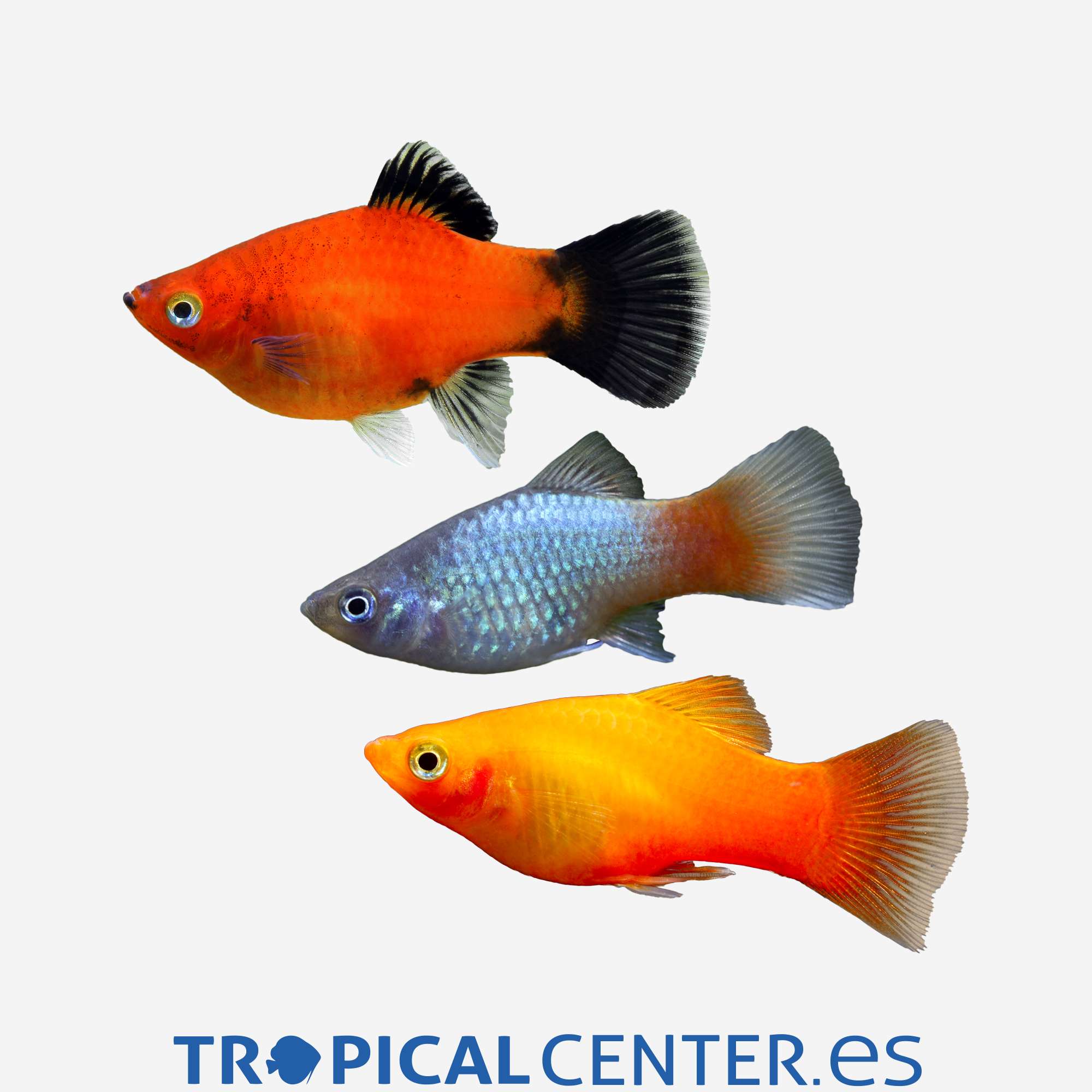 pl25-02-platy-coral-surtido-hqf_general_3901.jpg pl25-02-platy-coral-surtido-hqf_general_3901.jpg