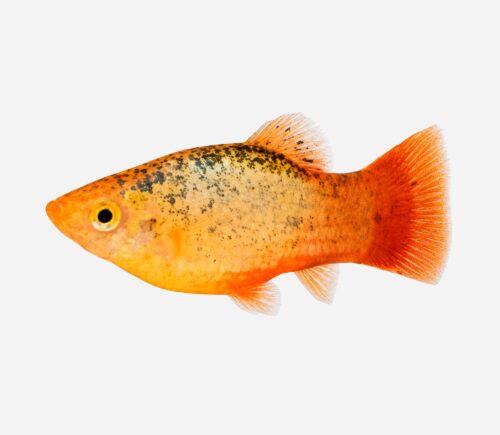 Platy Dorado calicó