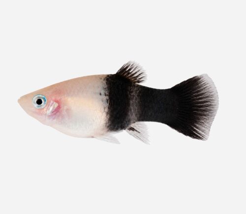 Platy Panda