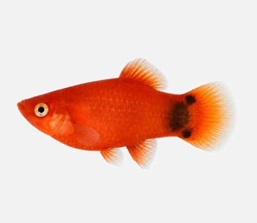 Platy Rojo Mickey