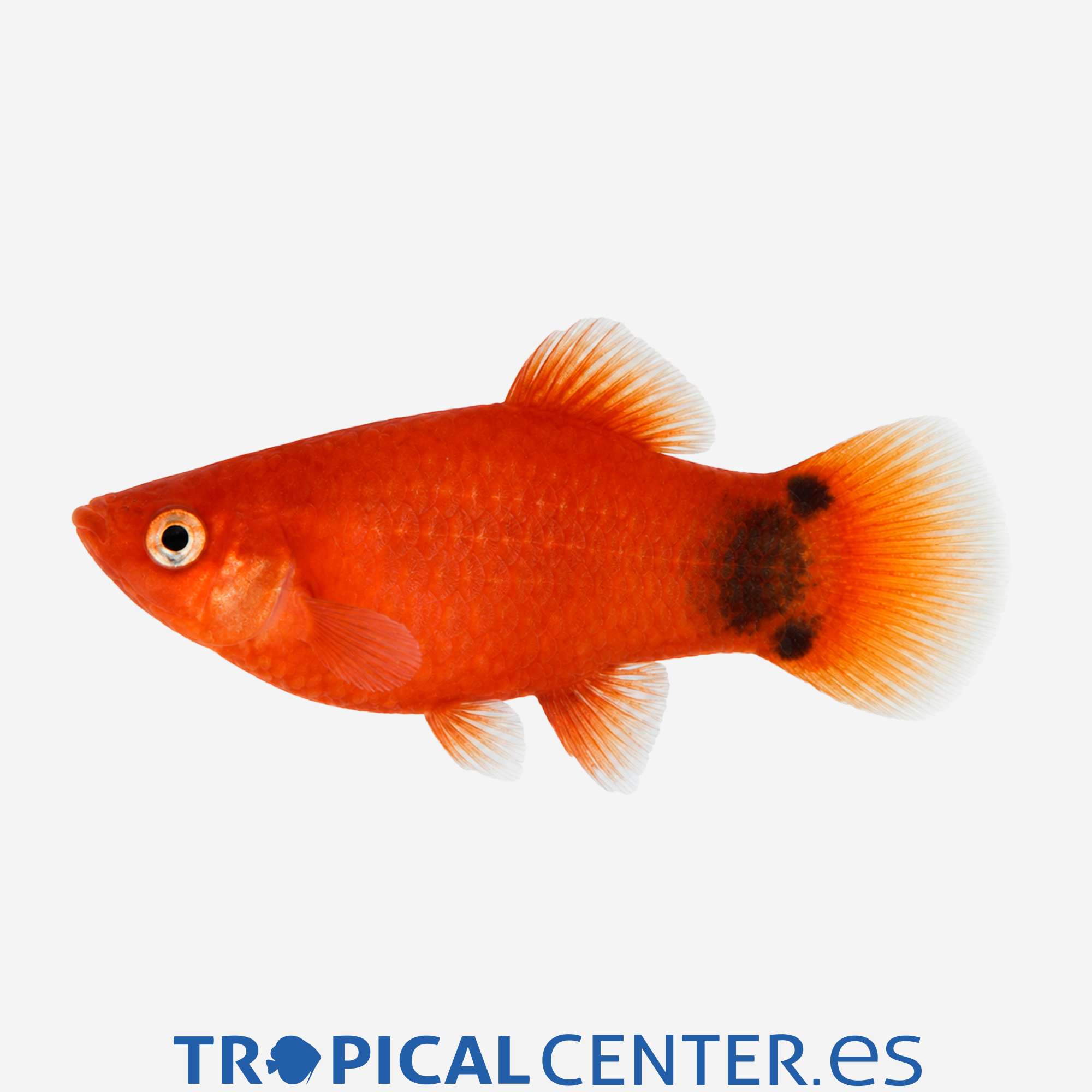 pl48-2-platy-rojo-mickey_general_5788.jpg pl48-2-platy-rojo-mickey_general_5788.jpg