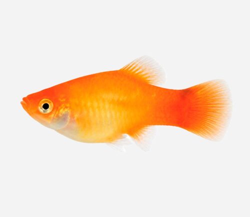 Platy Sunset