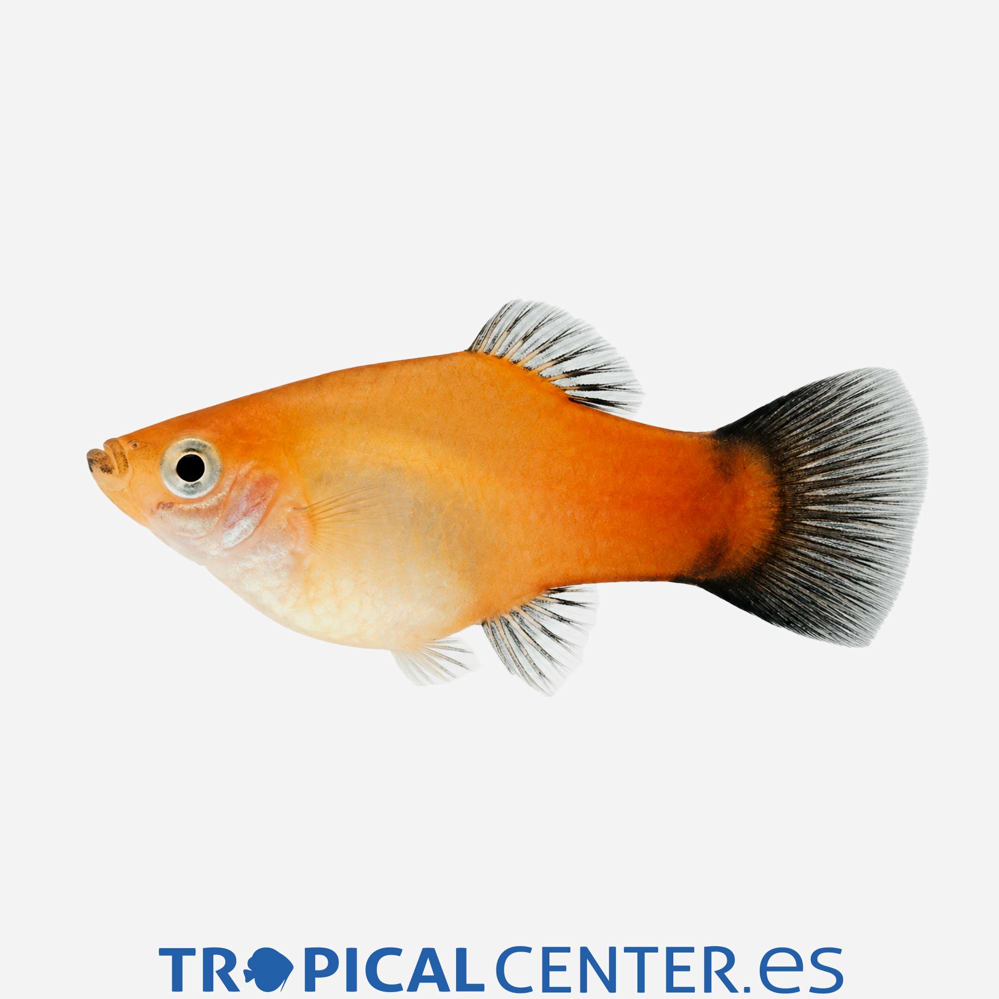 pl66-2-platy-amanecer-wagtail-hqf_general_5917.jpg pl66-2-platy-amanecer-wagtail-hqf_general_5917.jpg