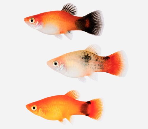 Platy Surtido