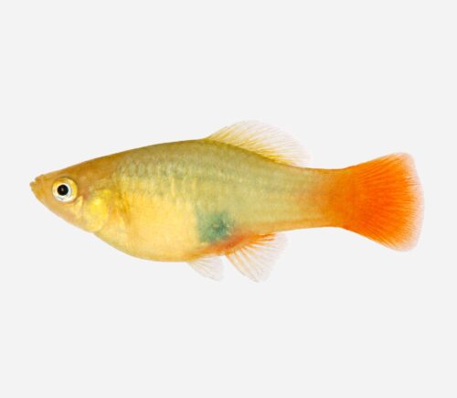 Platy variatus Verde