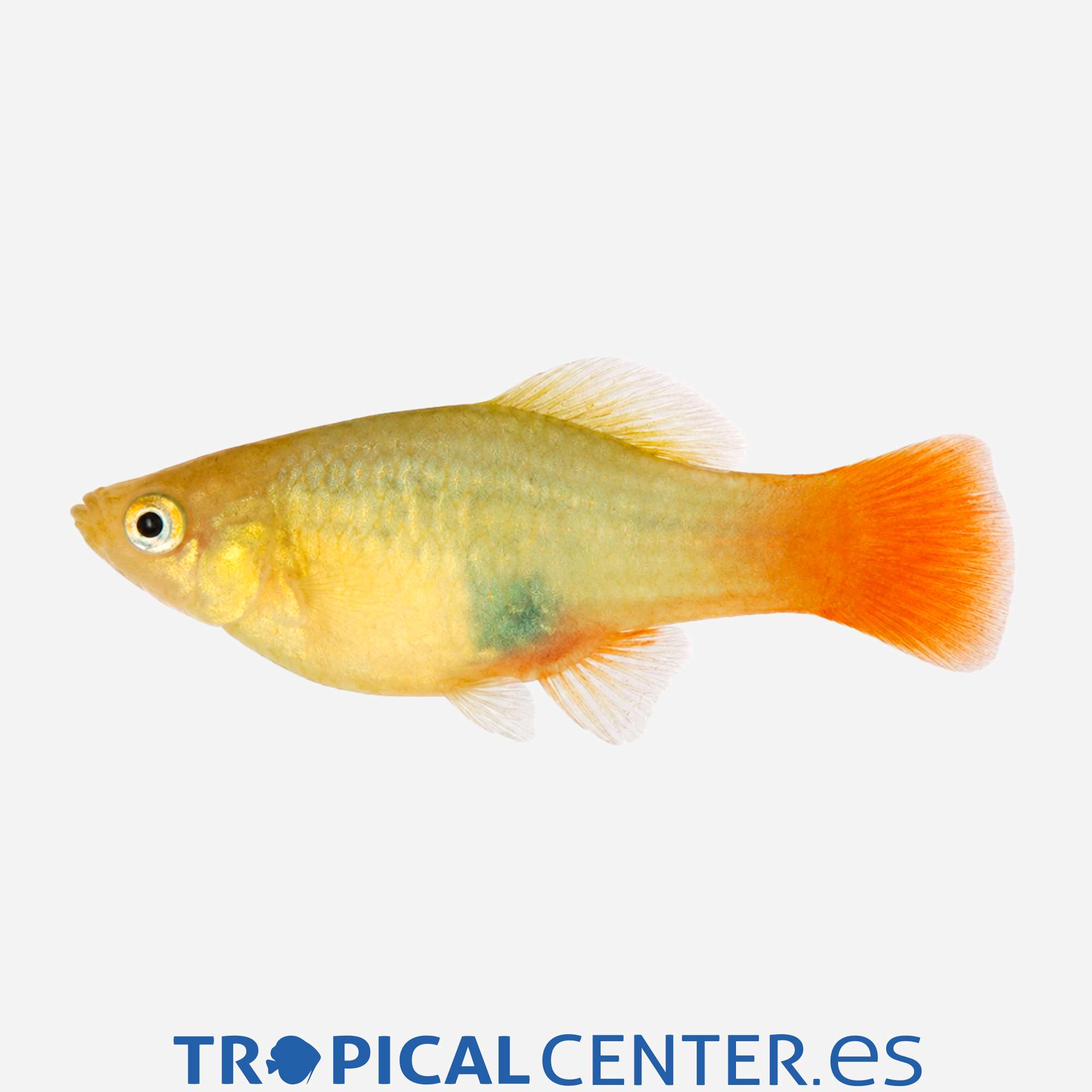 pl77-1-platy-variatus-verde_general_5777.jpg pl77-1-platy-variatus-verde_general_5777.jpg