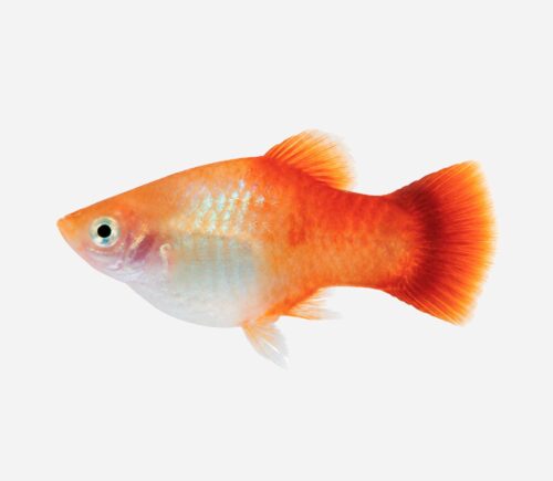 Platy Manzana