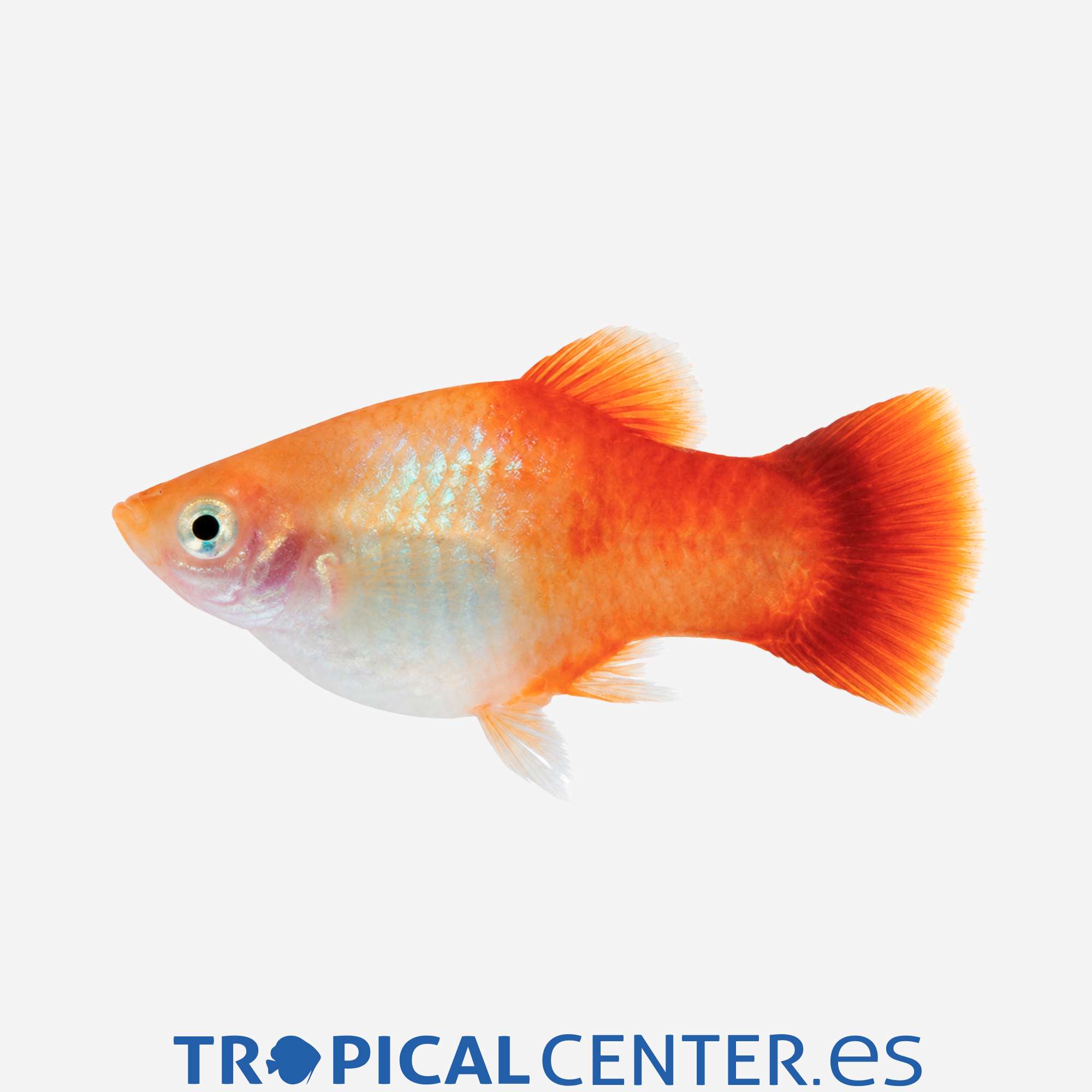 pl90-01-platy-manzana_general_5892.jpg pl90-01-platy-manzana_general_5892.jpg