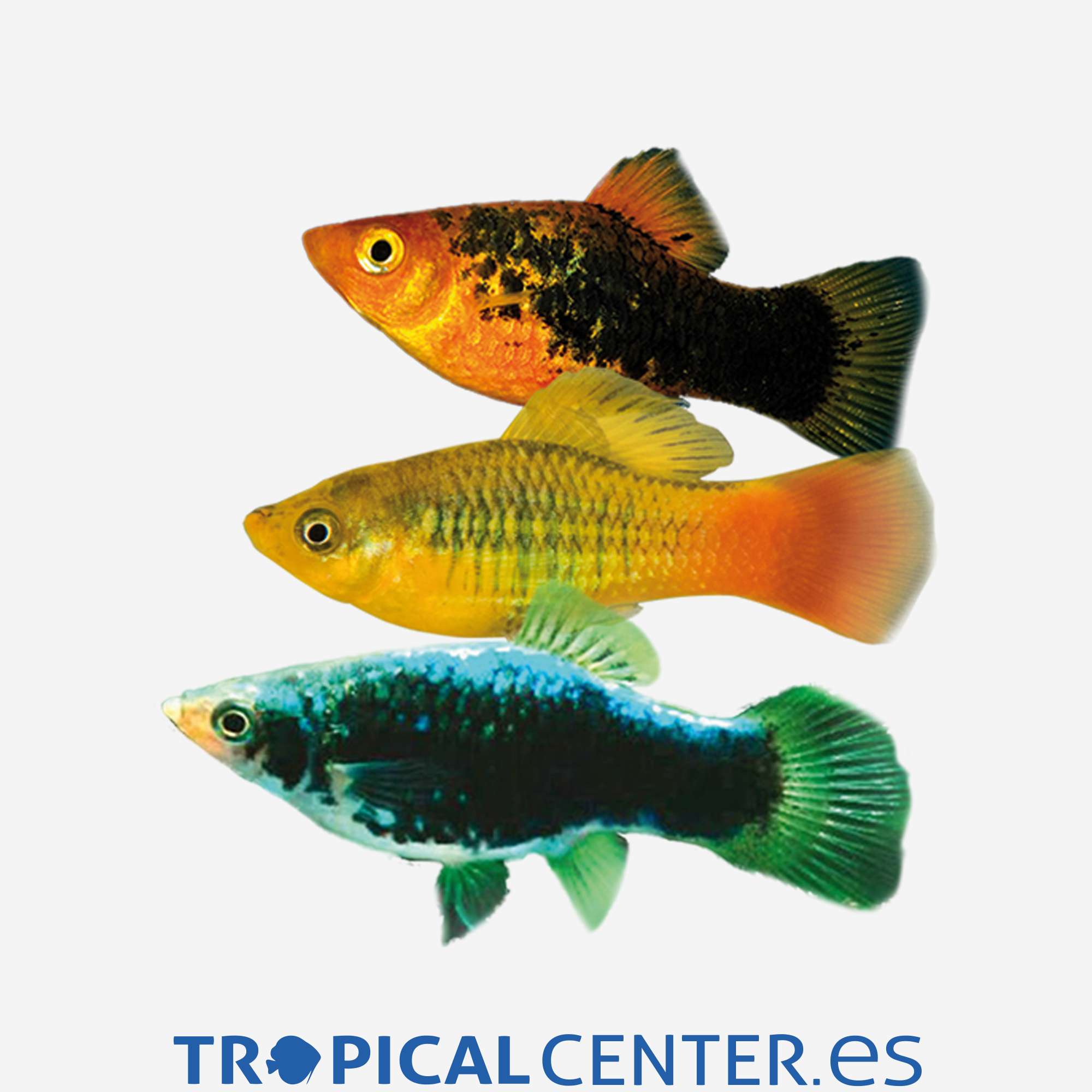 pl92-1-platy-variatus-surtido_general_3925.jpg pl92-1-platy-variatus-surtido_general_3925.jpg