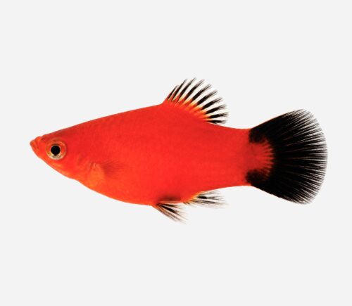 Platy Coral rojo Wagtail 💎HQF💎