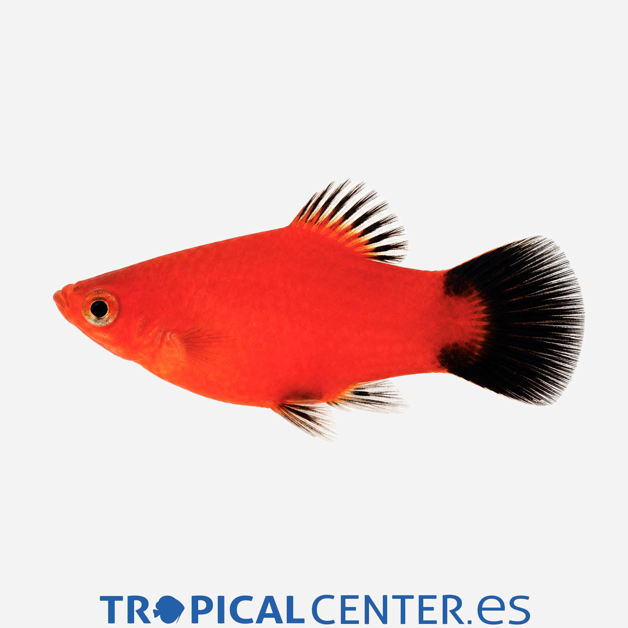 pl94-1-platy-coral-rojo-wagtail-hqf_general_5931.jpg pl94-1-platy-coral-rojo-wagtail-hqf_general_5931.jpg