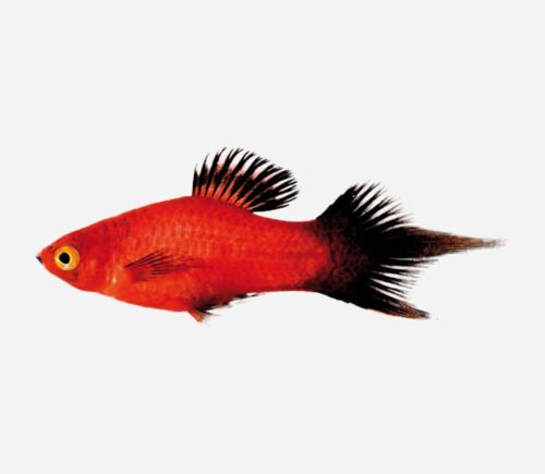 Platy Pincel Coral wagtail 💎HQF💎