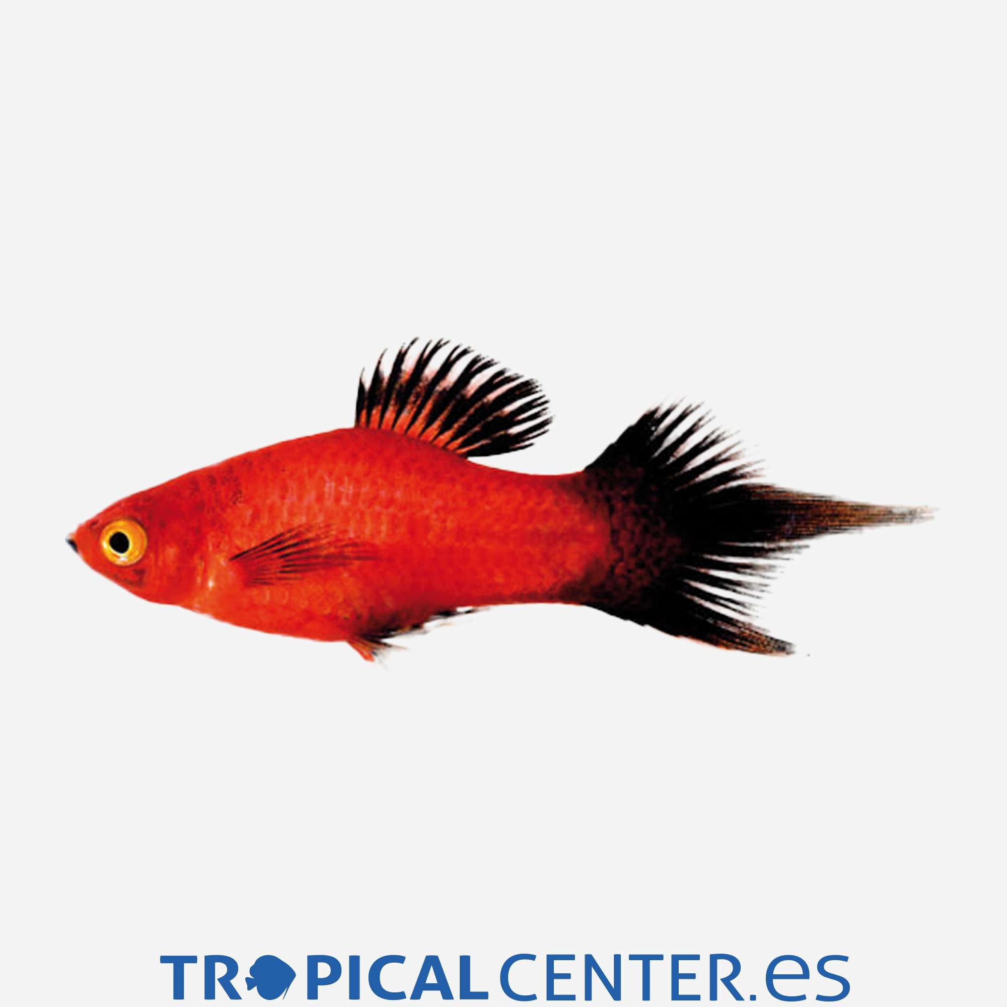 pl95-1-platy-pincel-coral-wagtail-hqf_general_3928.jpg pl95-1-platy-pincel-coral-wagtail-hqf_general_3928.jpg