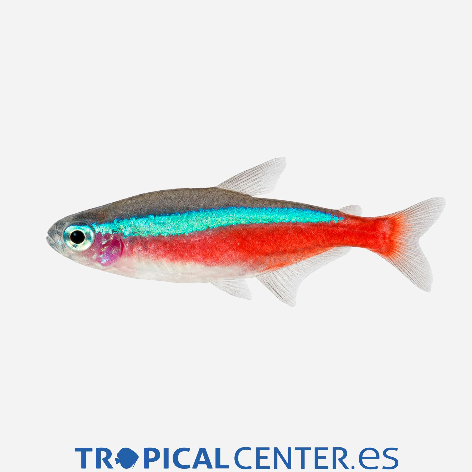 te04-3-cardenal-hqf_general_5896.jpg te04-3-cardenal-hqf_general_5896.jpg