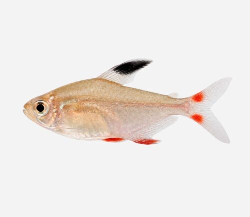 Tetra bentosi 💎HQF💎