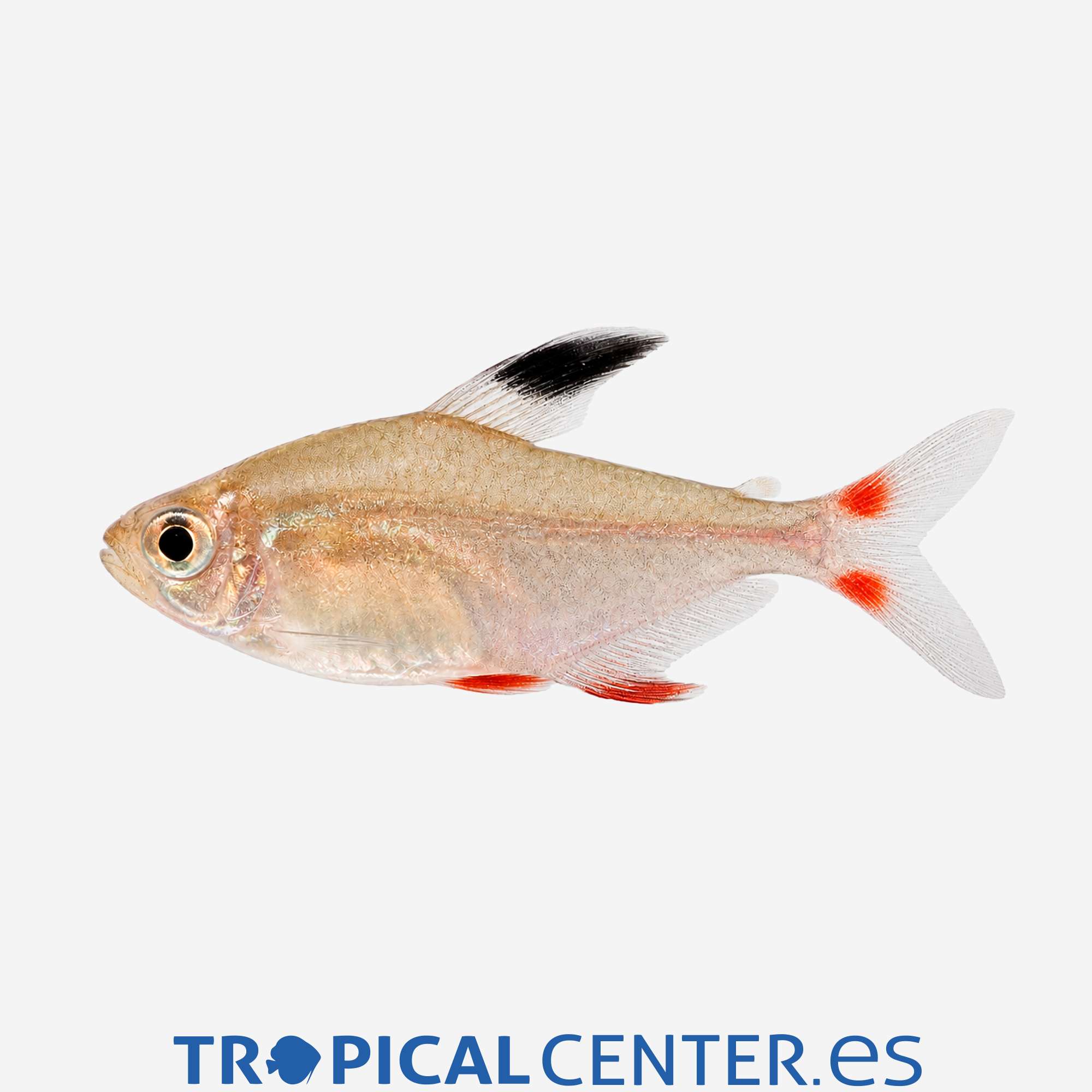 te104-3-tetra-bentosi-hqf_general_5725.jpg te104-3-tetra-bentosi-hqf_general_5725.jpg