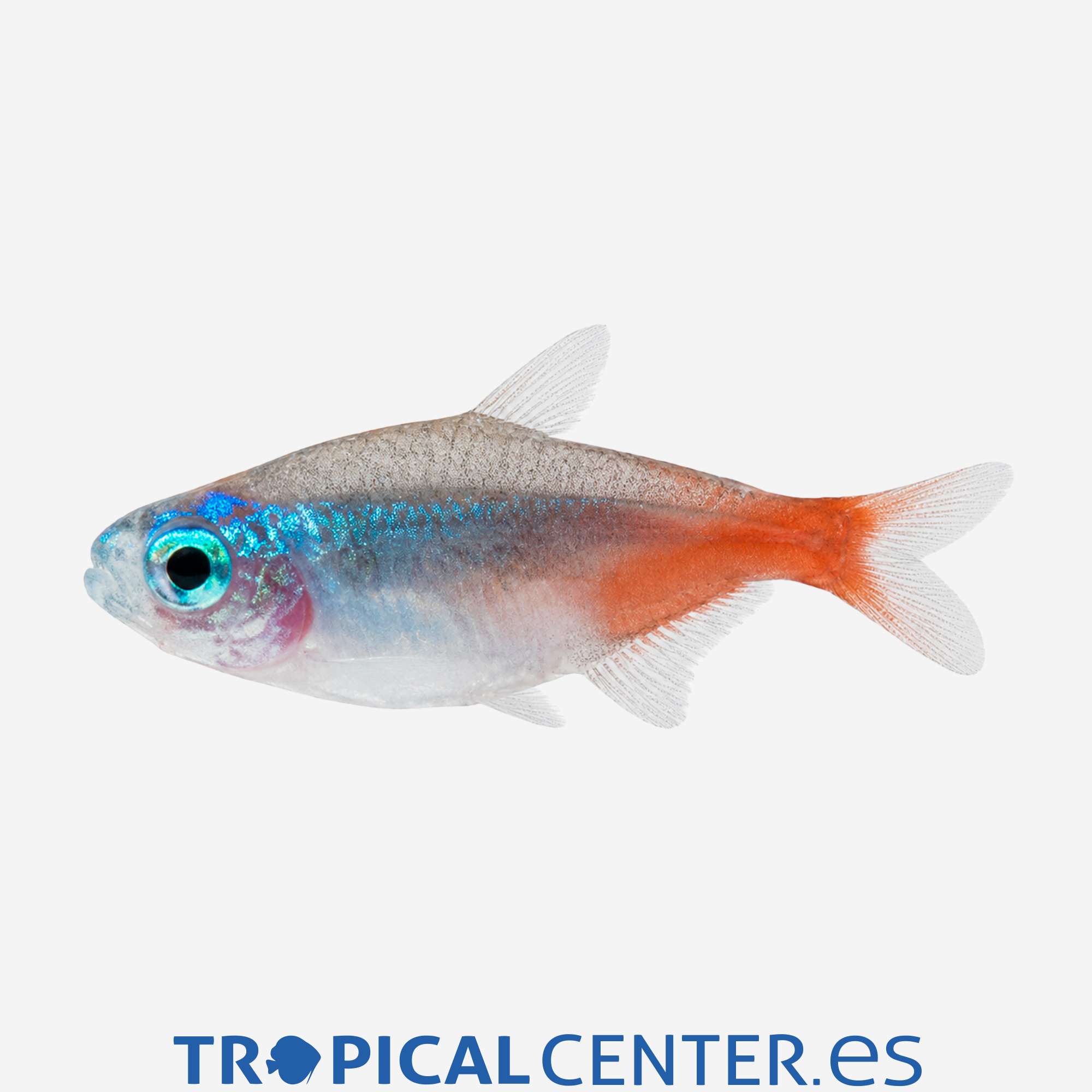 te15-2-neon-cabeza-de-diamante_general_5859.jpg te15-2-neon-cabeza-de-diamante_general_5859.jpg
