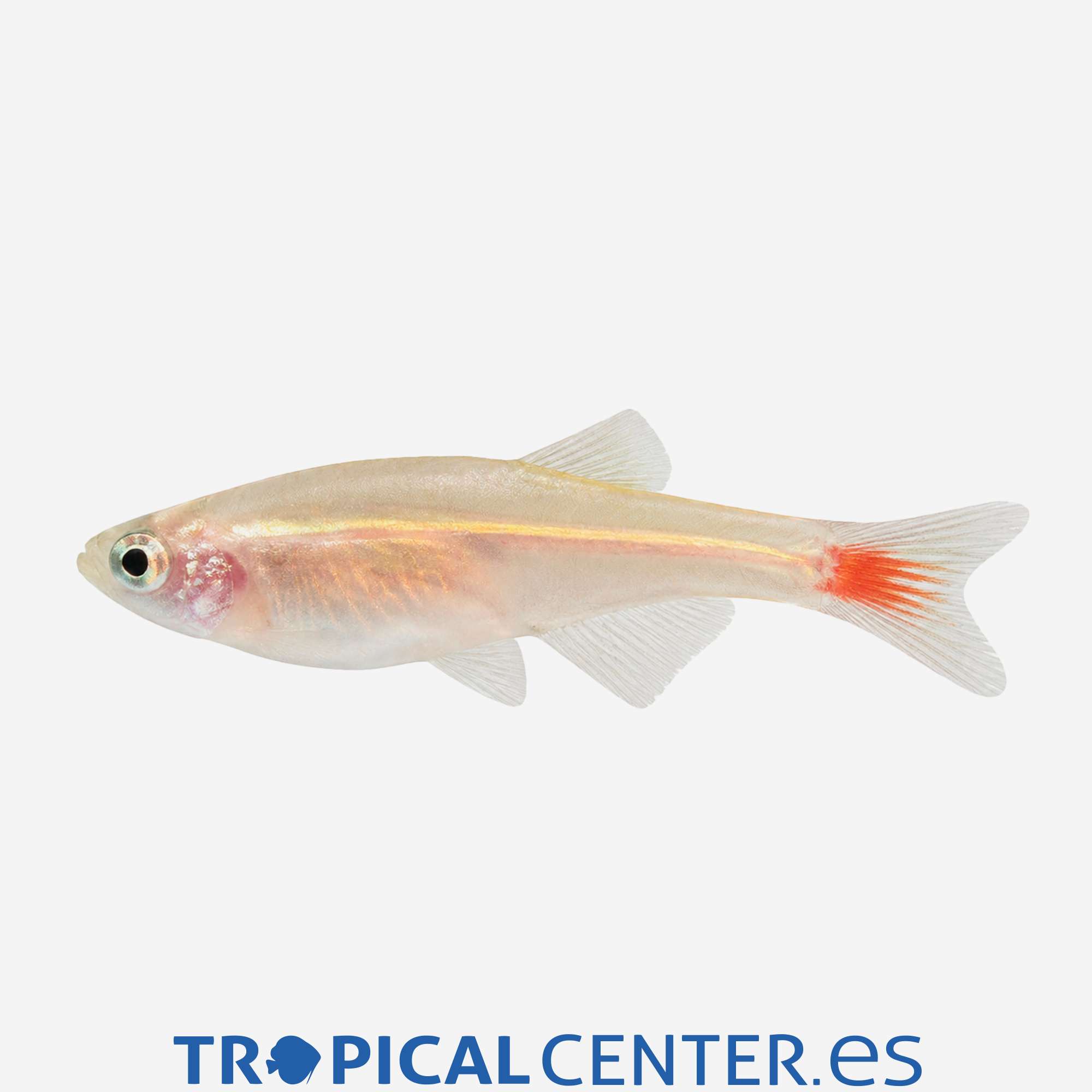 te17-0-neon-chino-dorado_general_5817.jpg te17-0-neon-chino-dorado_general_5817.jpg