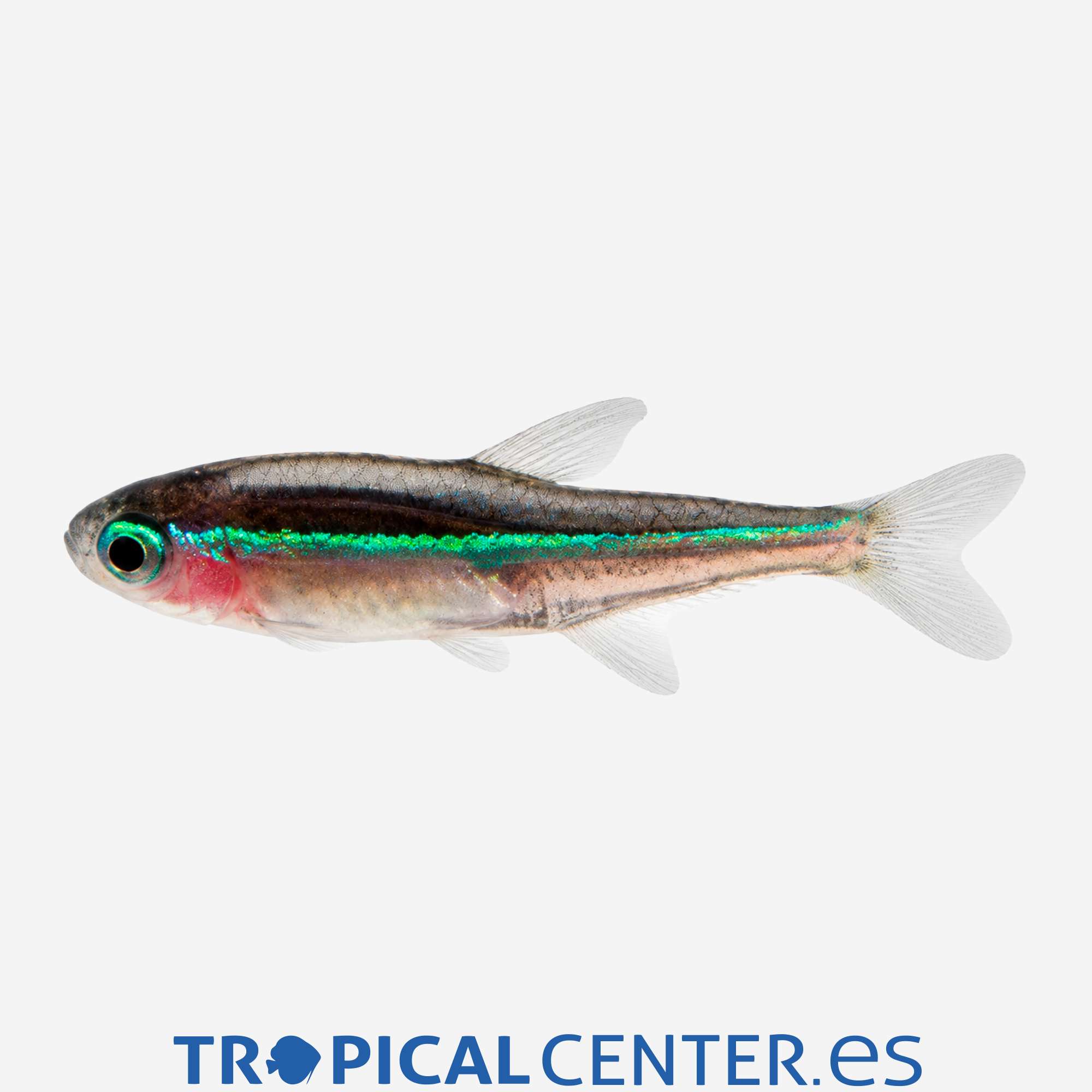 te22-3-neon-verde-hqf_general_5918.jpg te22-3-neon-verde-hqf_general_5918.jpg
