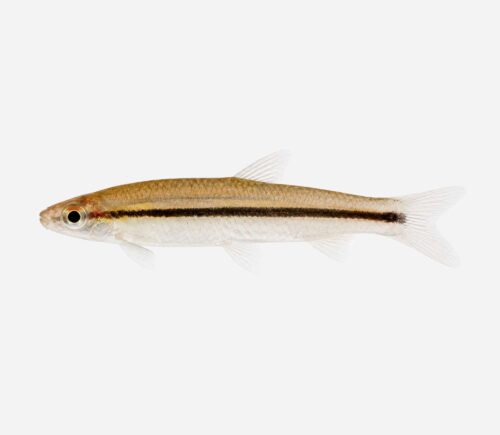 Pez lápiz Dorado