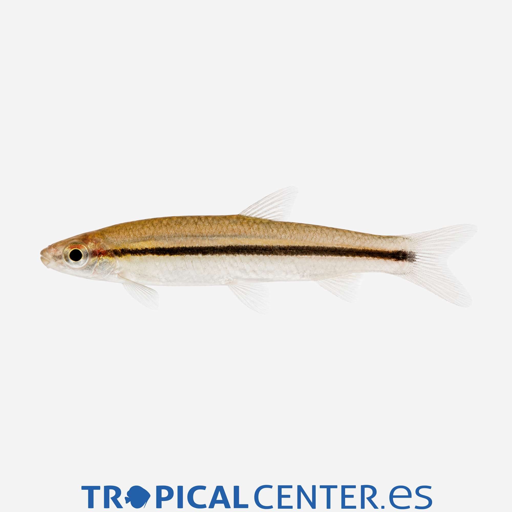 te28-1-pez-lapiz-dorado_general_5943.jpg te28-1-pez-lapiz-dorado_general_5943.jpg