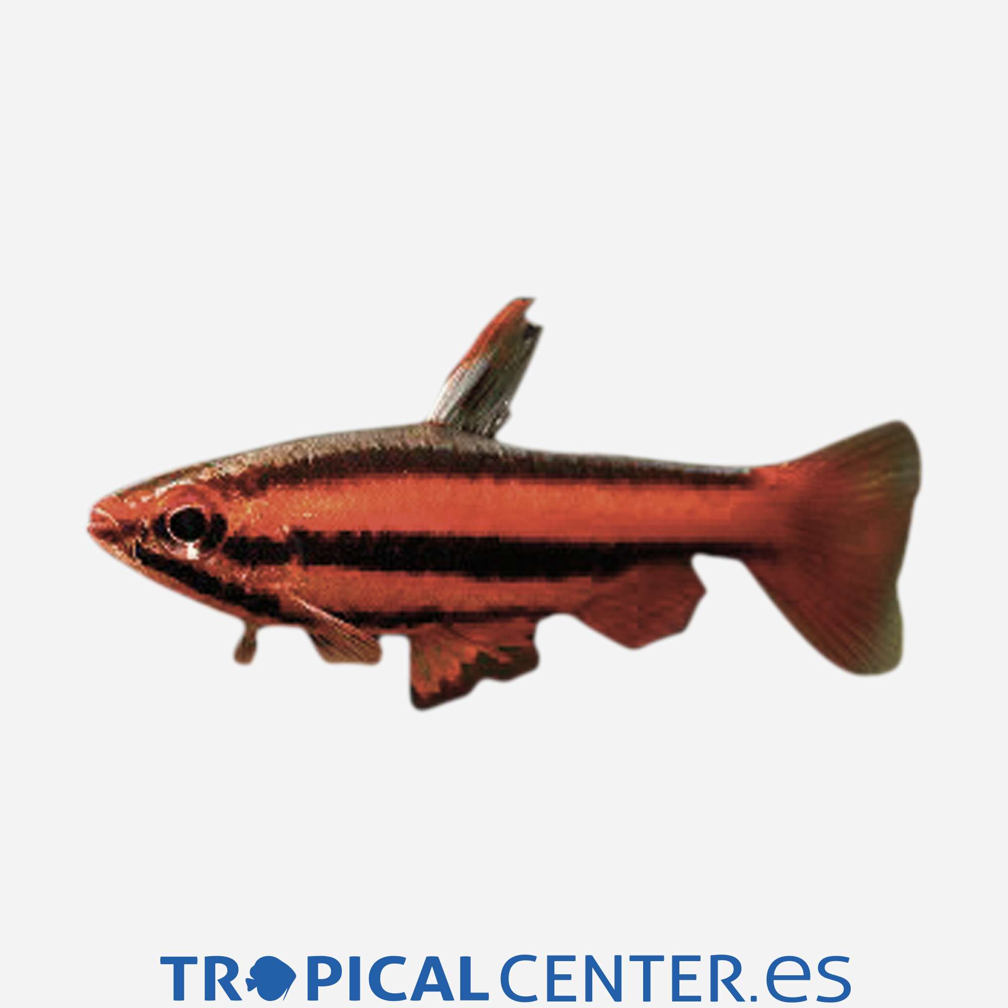 te30-0-pez-lapiz-rojo_general_4733.jpg