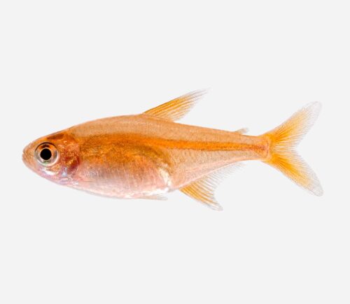 Tetra ámbar