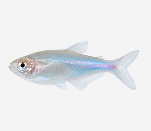 Tetra Azul