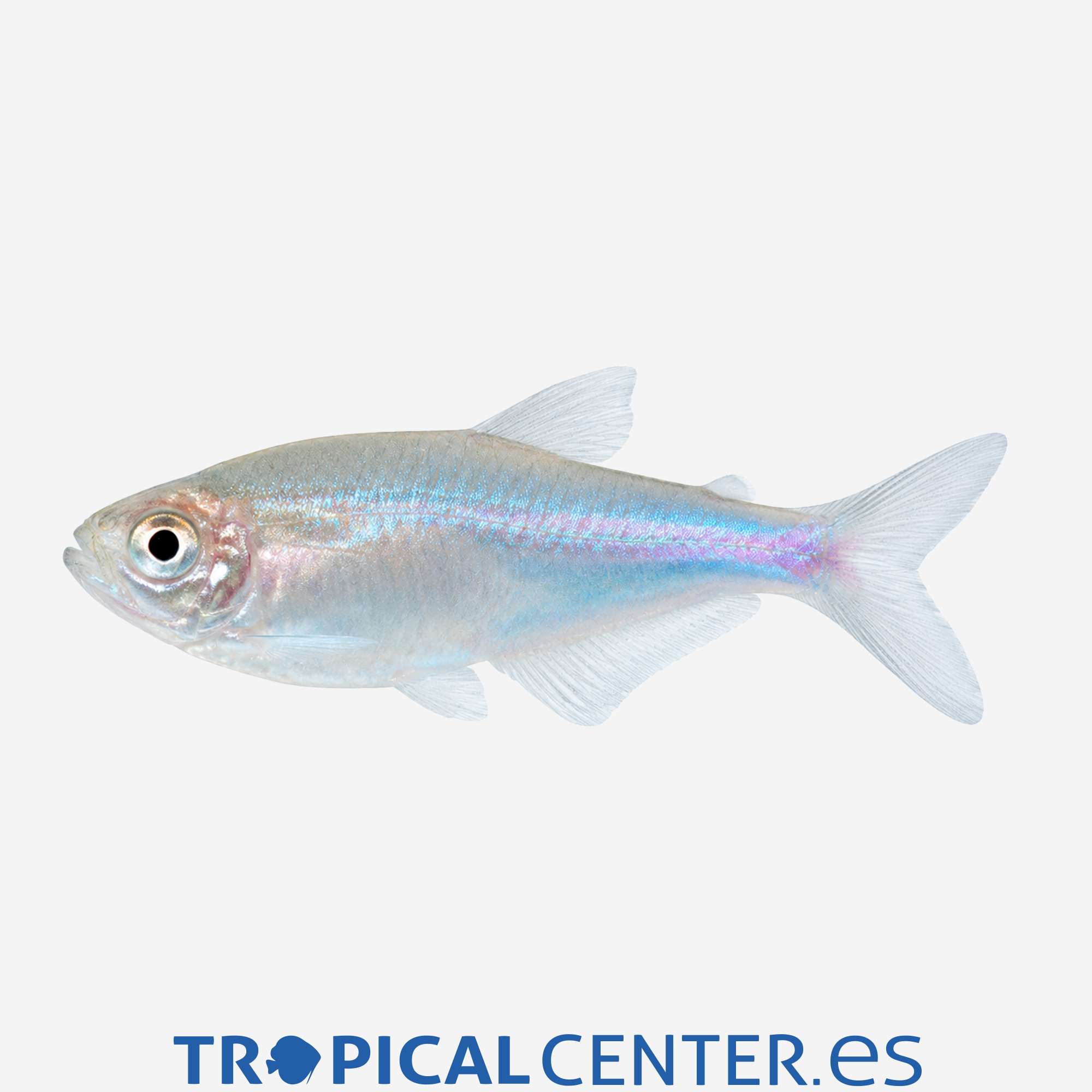 te42-0-tetra-azul_general_5722.jpg te42-0-tetra-azul_general_5722.jpg
