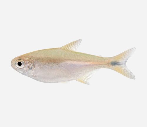 Tetra Cobre