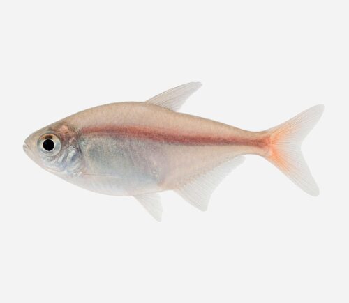 Tetra colombiano