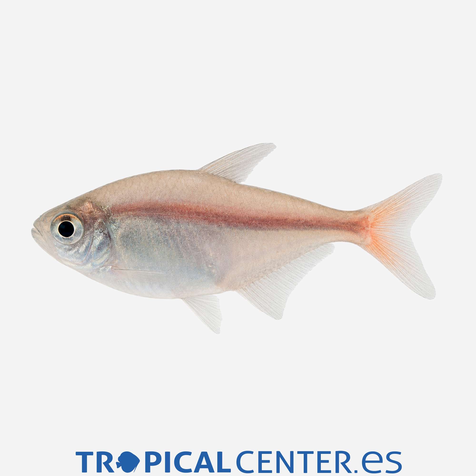 te49-1-tetra-colombiano_general_5911.jpg te49-1-tetra-colombiano_general_5911.jpg