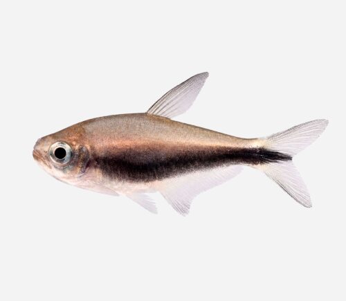 Tetra emperador