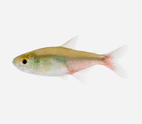 Tetra rathbuni Red fin