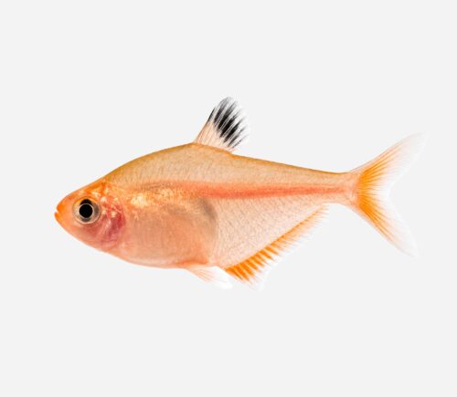 Tetra Serpae