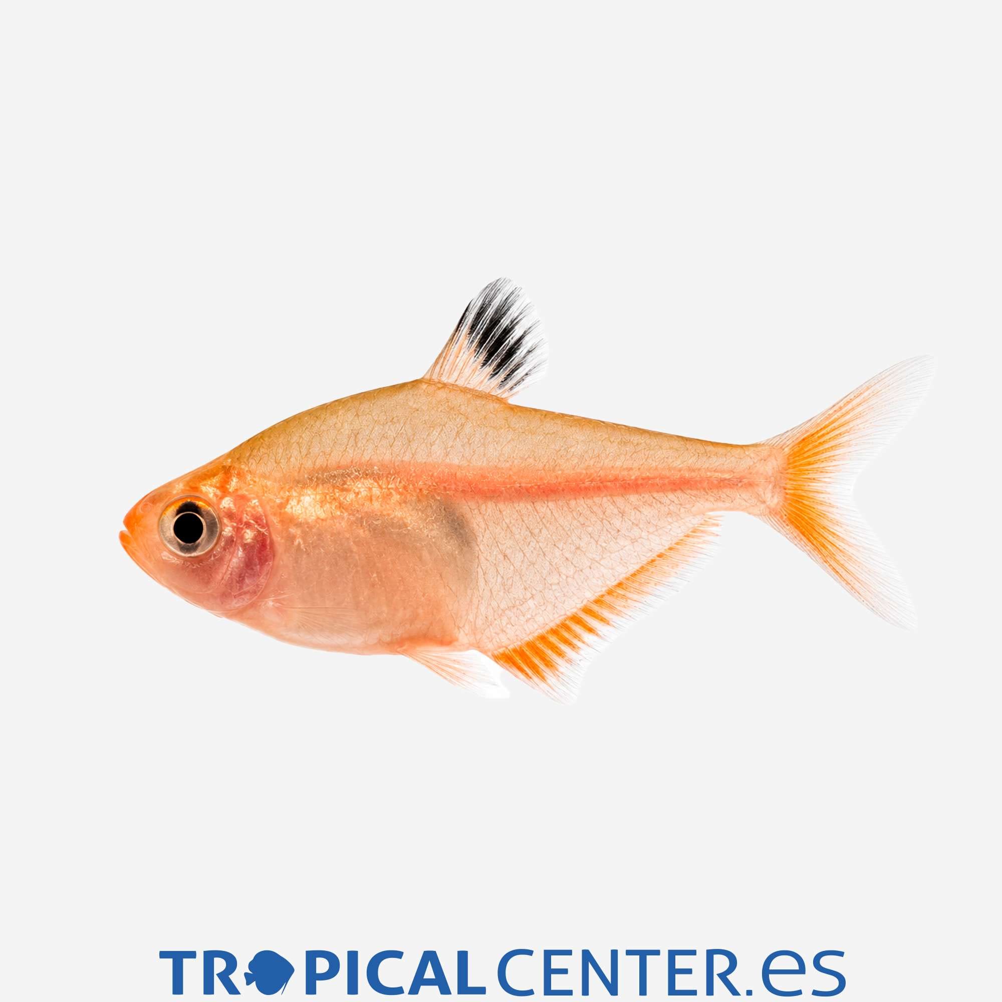 te79-0-tetra-serpae_general_5724.jpg te79-0-tetra-serpae_general_5724.jpg