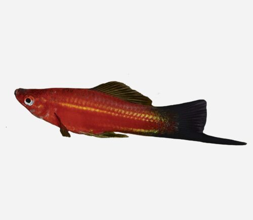 Xipho Rojo wagtail 💎HQF💎