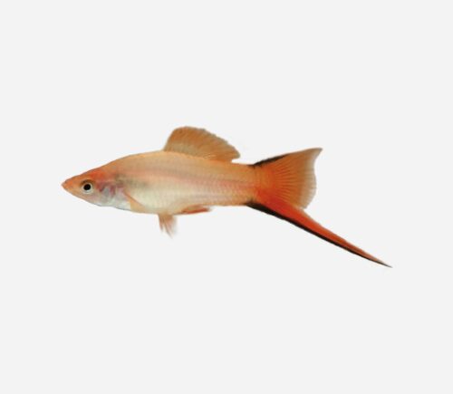 Xipho Rosa cometa