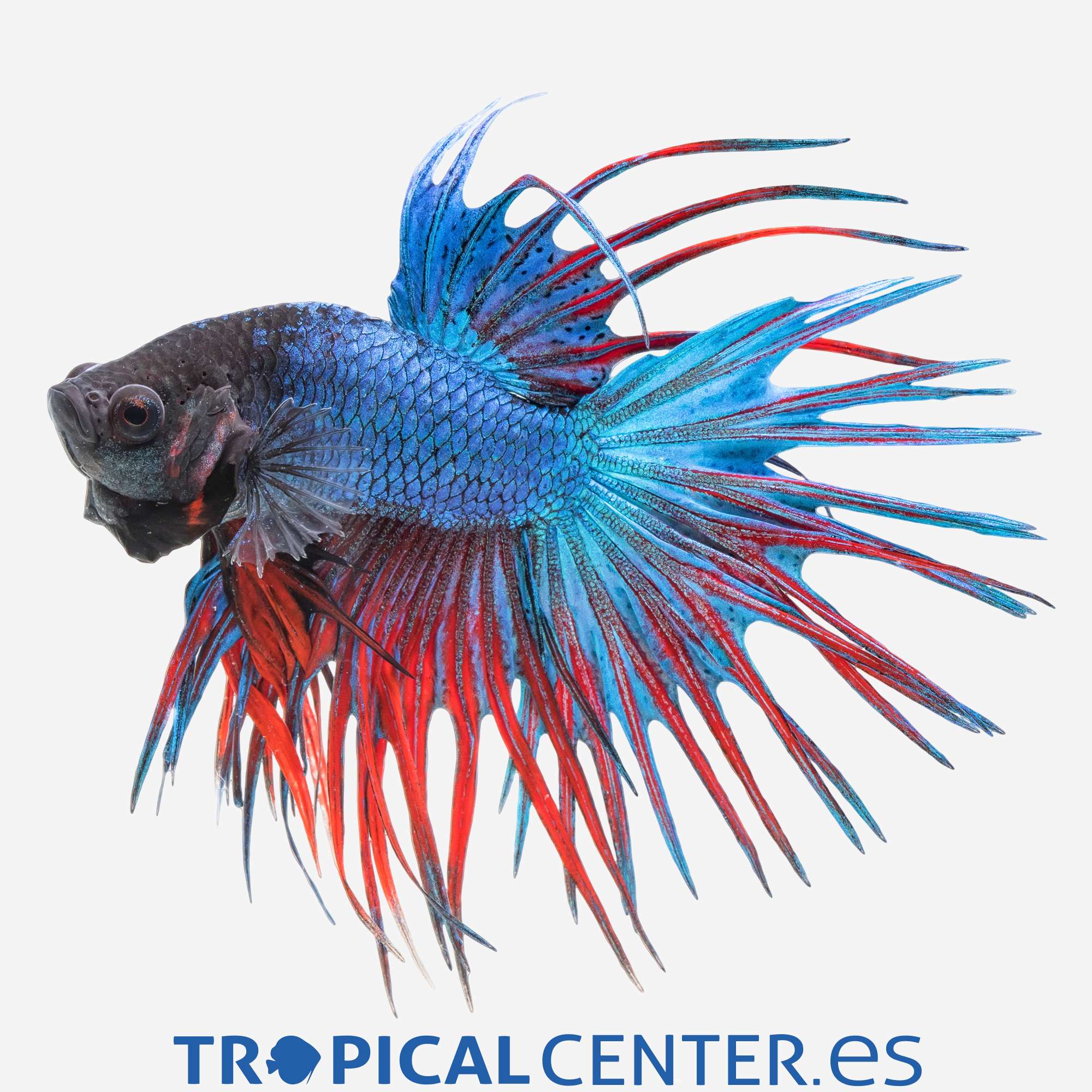 an04-1-betta-corona-surtido-macho_general_4067.jpg an04-1-betta-corona-surtido-macho_general_4067.jpg