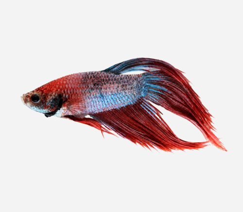 Betta Camboyano metálico Surtido (macho)