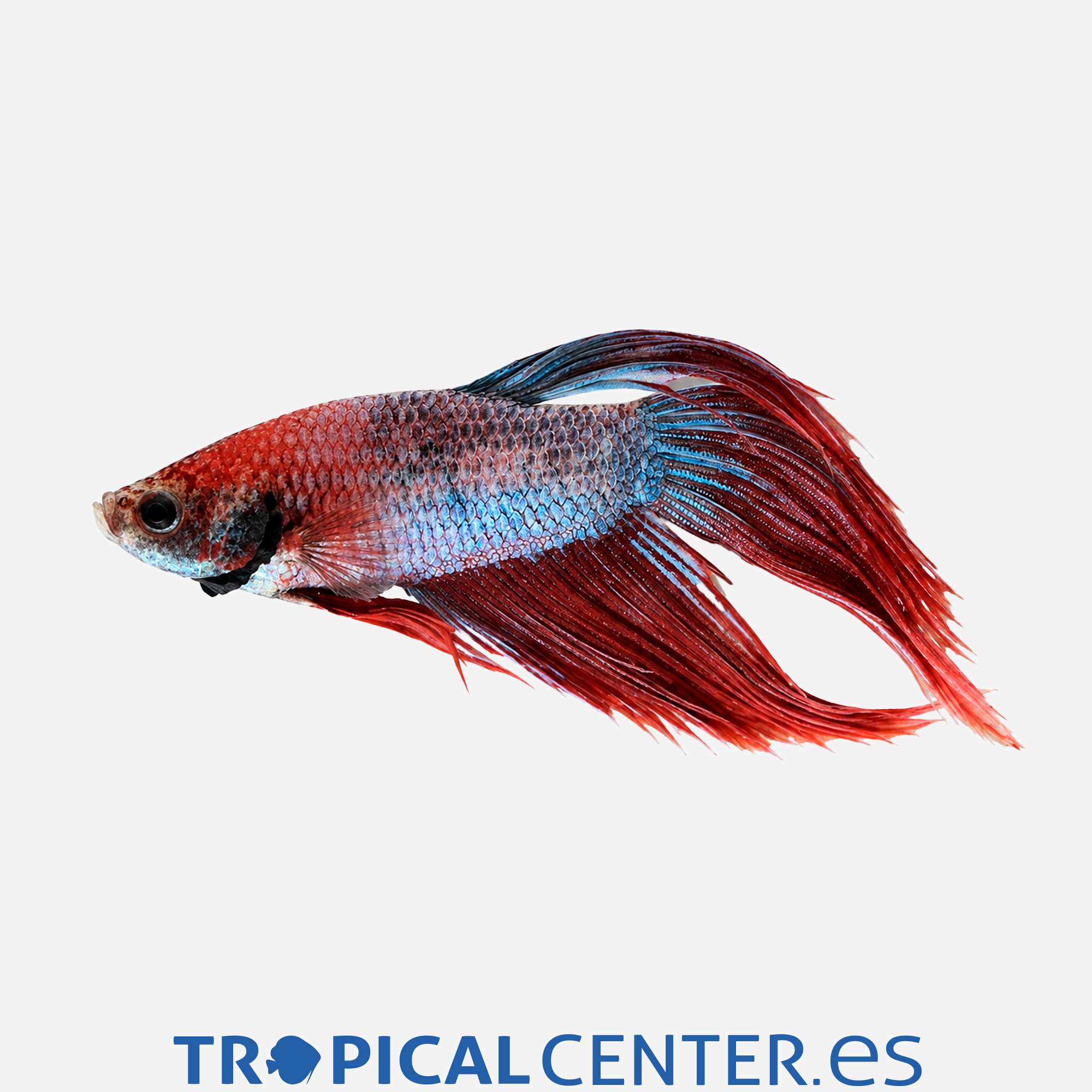 an106-0-betta-camboyano-metalico-surtido-macho_general_5709.jpg an106-0-betta-camboyano-metalico-surtido-macho_general_5709.jpg