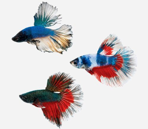Betta Surtido 💎HQF💎 (macho)
