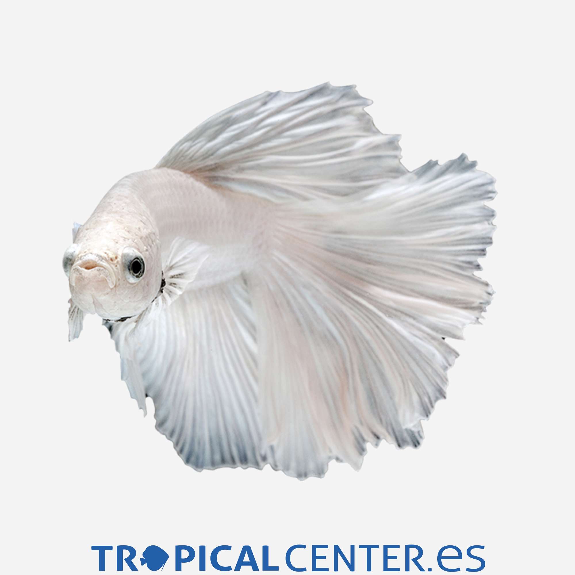 an151-6-betta-halfmoon-surtido-hqf-macho_general_3316.jpg an151-6-betta-halfmoon-surtido-hqf-macho_general_3316.jpg
