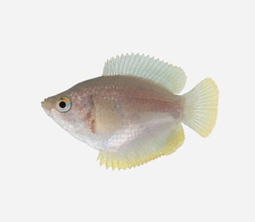 Colisa lalia (hembra)