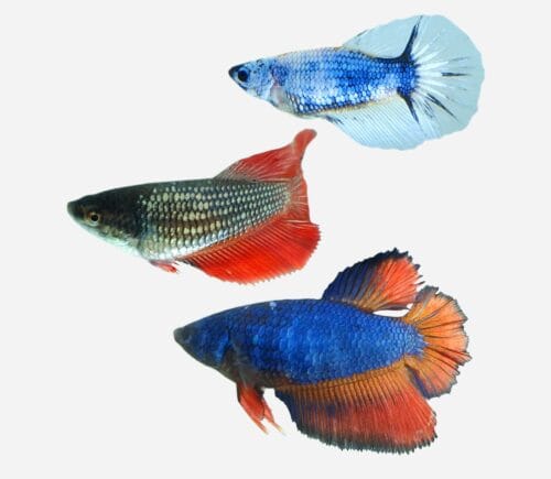 Betta Halfmoon Dragón surtido (hembra)