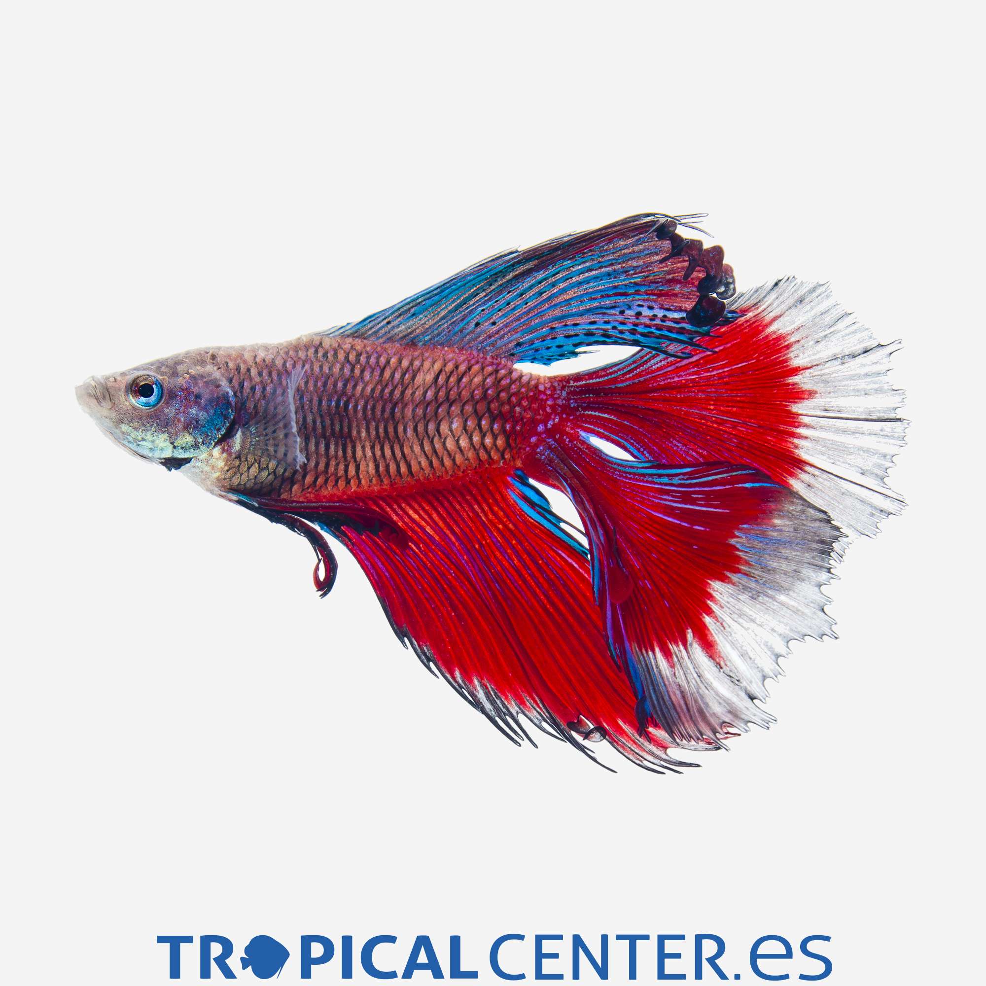 an202-0-betta-doble-cola-surtido-macho_general_4081.jpg an202-0-betta-doble-cola-surtido-macho_general_4081.jpg