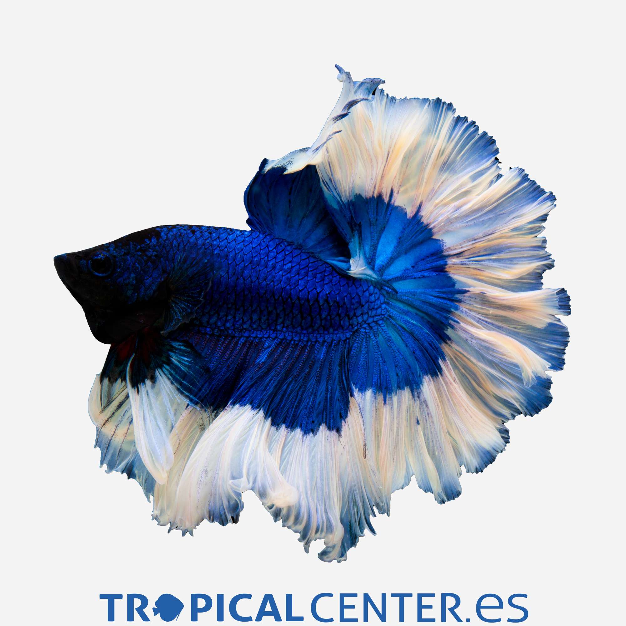 an278-0-betta-halfmoon-mariposa-azul-macho_general_4089.jpg an278-0-betta-halfmoon-mariposa-azul-macho_general_4089.jpg